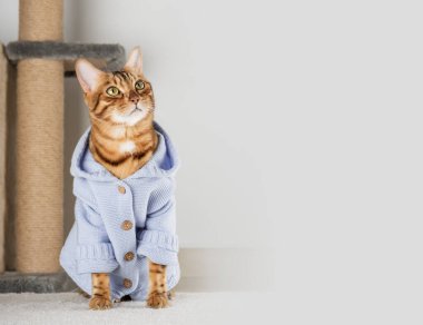 Charming red cat in a jacket on the floor in the room. Copy space.