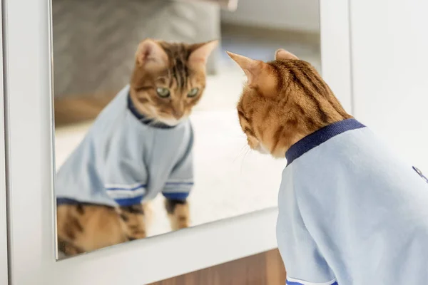 Bengal cat in clothes looks at his reflection in the mirror. Selective focus.