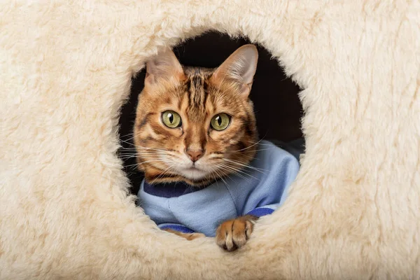 A cute bengal cat in clothes is resting in a cat house.