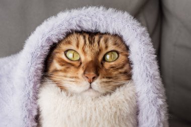 Funny Bengal cat in a warm sweater. The concept of warm, cozy winter.