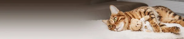 Бенгальский Кот Мягкая Игрушка Спят Вместе Животные Уход Животными Любовь — стоковое фото