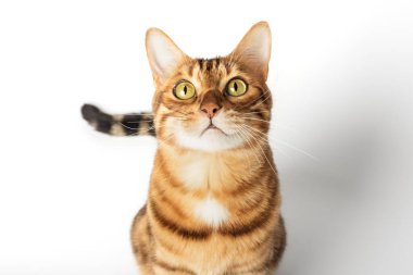 Bengal cat color rosette on gold isolated on white background.