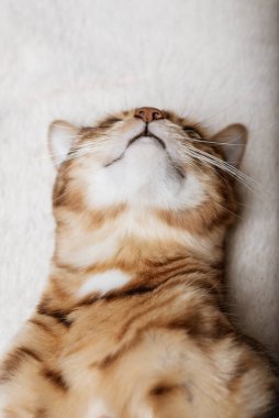 A cute red cat sleeps sweetly on a soft blanket.