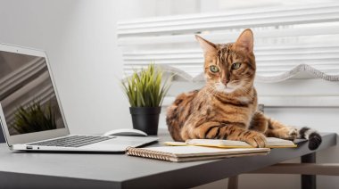 Evcil kedi dizüstü bilgisayarın yanındaki masada yatıyor. Ofisteki komik kedi. İş konsepti. Evden çalışma kavramı..
