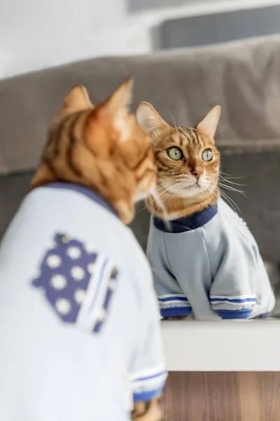 Bengal cat in clothes looks at his reflection in the mirror. Selective focus.