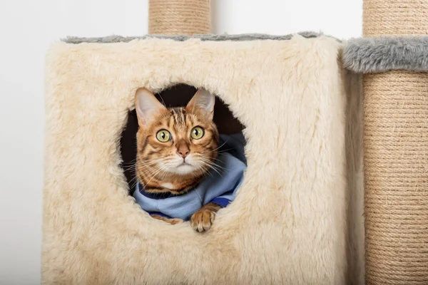 A cute bengal cat in clothes is resting in a cat house.