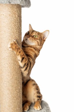 Bengal domestic cat and scratching post isolated on white background.