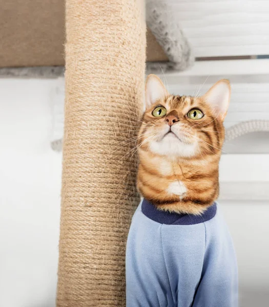 Domestic cat in clothes plays with a cat tree at home.