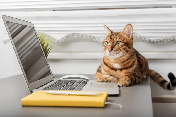 The cat is sitting on the desktop next to a laptop and a notepad, a white home office, a bright workplace.
