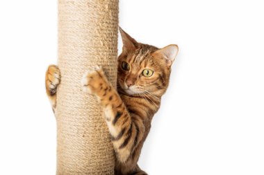 Bengal domestic cat and scratching post isolated on white background.