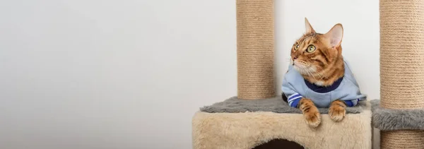 An adult Bengal cat in clothes lies on a scratching post. Copy space.