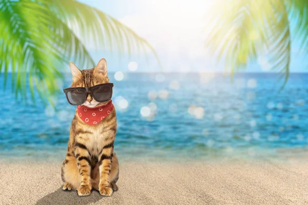 A cat in sunglasses and a scarf on the background of a tropical sea. Copy space.