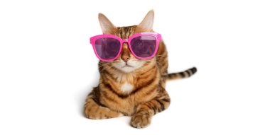 Funny red cat in pink glasses isolated on white background