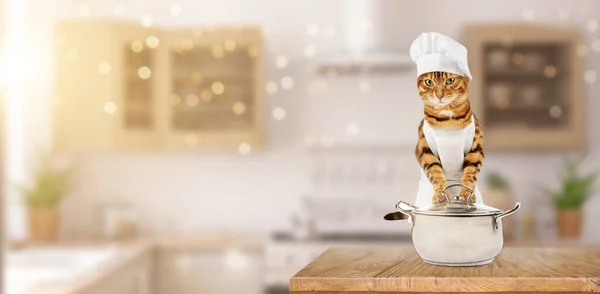 Bengal cat dressed as a chef in the kitchen.