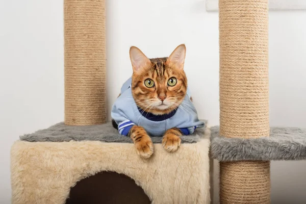 An adult Bengal cat in clothes lies on a scratching post.