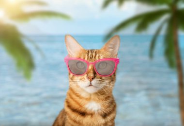 Funny cat with glasses on the background of the sea and palm trees. The concept of summer holidays and vacations.
