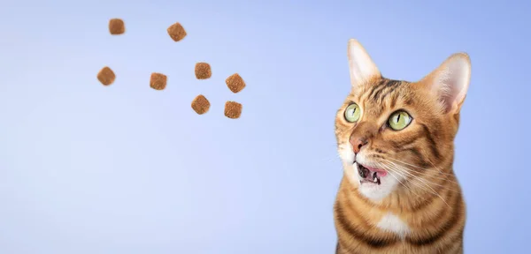 Red cat with open mouth and dry cat food on a blue background. Copy space.