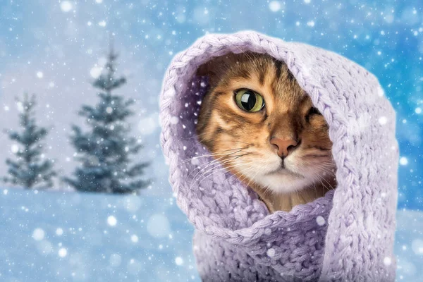 Portrait of a Bengal cat in a knitted scarf. The cat sits outside in the snow in winter during a snowfall. Copy space.