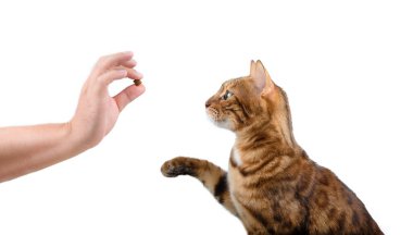 Teaching a domestic cat commands for a treat on a white background. Pet training.