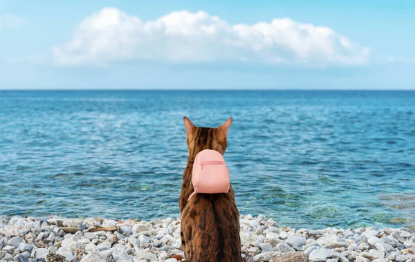 Cat traveler with a backpack by the sea. View from the back. Traveling with a pet. Vacation.