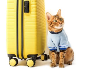 Bengal cat and yellow suitcase isolated on white background.