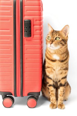 Bengal cat and red suitcase isolated on white background.