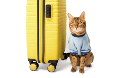 Bengal cat and yellow suitcase isolated on white background.