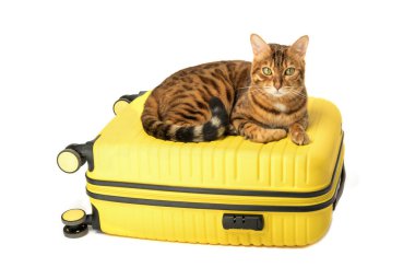 Bengal cat and yellow suitcase isolated on white background.