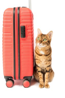 Bengal cat and red suitcase isolated on white background.