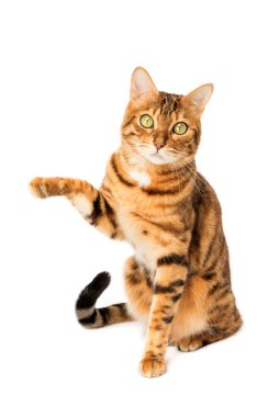 Bengal cat with raised paw isolated on white background.