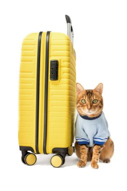 Bengal cat and yellow suitcase isolated on white background.