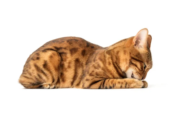 stock image Brown tabby cat washes his face on a white background. Side view.