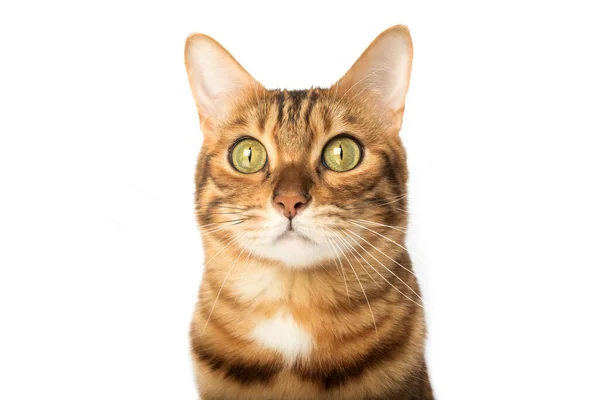 Close Portrait Serious Cat Muzzle Cute Bengal Cat Muzzle Brown —  Fotos de Stock