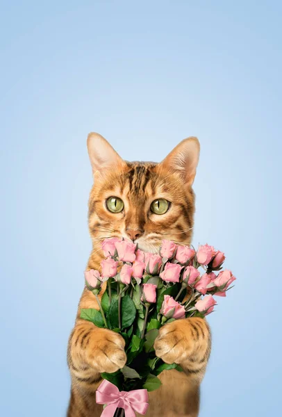 Bengal cat with flowers. Gift for Valentines Day and Mothers Day. Isolated on backgroun.