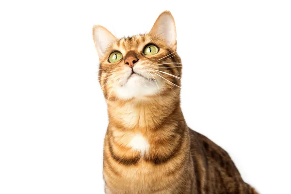 Close Portrait Serious Cat Muzzle Cute Bengal Cat Muzzle Brown — Foto de Stock