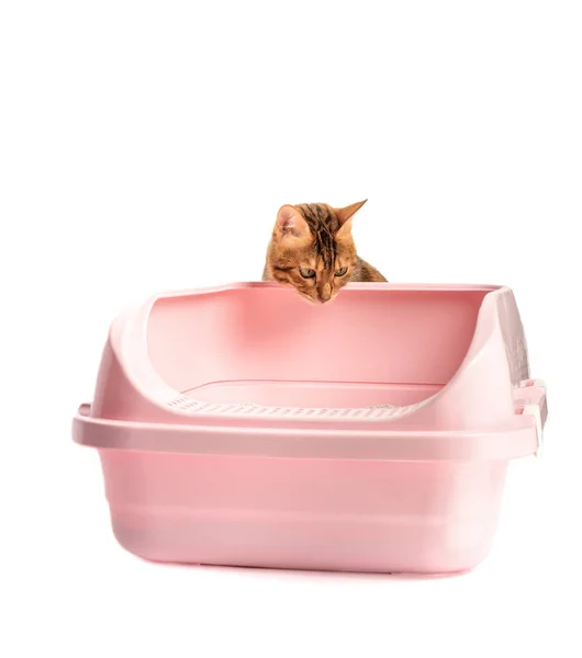 Gato Bengala Sienta Junto Inodoro Plástico Con Relleno Bentonita Animal — Foto de Stock