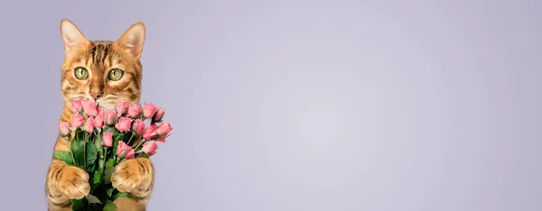 Бенгальский Кот Цветами Подарок Дню Святого Валентина Дню Матери Изолированные — стоковое фото