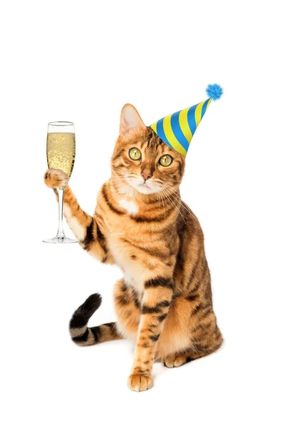 Ginger Cat Party White Background Glass Champagne — Stock Photo, Image