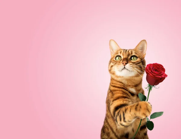Ginger cat with rose flower in paw isolated on background