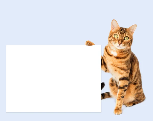 Gember Kat Met Een Poster Banner Voor Tekst Kopieerruimte — Stockfoto