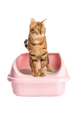 Tuvaletteki kedi beyaz arka planda izole edilmiş.