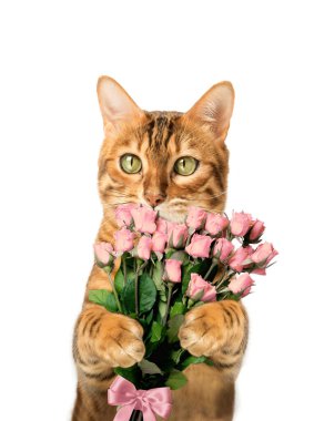 Çiçekli Bengal kedisi. Sevgililer Günü ve Anneler Günü için bir hediye. Sırt grubunda izole.