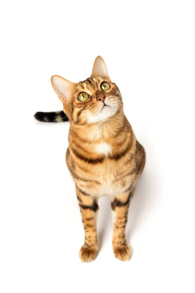 Bengala Gato Doméstico Longitud Completa Sobre Fondo Blanco Vista Desde —  Fotos de Stock