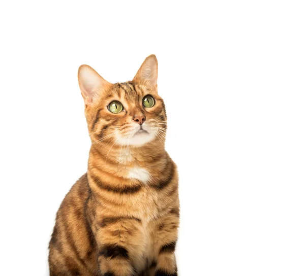 Portrait Young Bengal Cat Isolated White Background — Photo