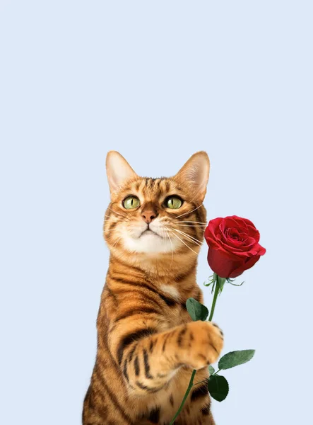 背景に孤立した足でバラの花と生姜猫 — ストック写真