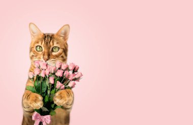 Çiçekli Bengal kedisi. Sevgililer Günü ve Anneler Günü için bir hediye. Sırt grubunda izole.