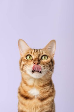 Beyaz arka planda Bengal stenografisi yalayan bir kedi portresi. Boşluğu kopyala.