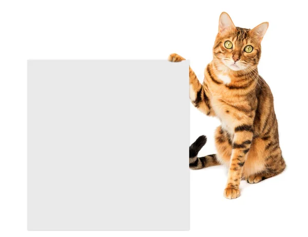 Рыжая Кошка Плакатом Баннером Вашего Текста Копирование Пространства — стоковое фото