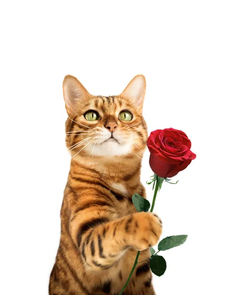 Gato Gengibre Com Flor Rosa Pata Isolada Fundo — Fotografia de Stock