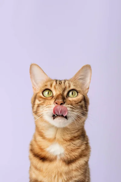 Retrato Gato Taquigráfico Lamiendo Bengala Cerca Sobre Fondo Blanco Copiar — Foto de Stock